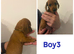 5 miniature dachshund