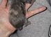 Newborn maine coon kitten