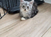2 kittens both boys