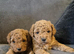 Beautiful red f1b cavapoo pups
