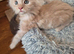 Maine coon kittens available