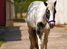 Billu
