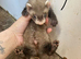 Ferret kits ready 5th July