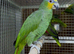 Orange winged Amazon