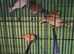 Crested bengalise finch