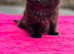 cute fluffy kittens
