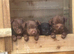 Patterdale terrier pups