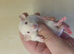 Male baby Dumbo Rats ready 30th oct