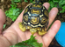Leopard Tortoise Hatchlings