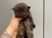 Persian x Ragdoll mix