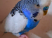 Budgie males