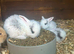 cute baby rabbits