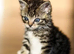 Cute kitten