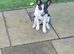 21 week old female pup