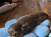 Last chocolate/tan male kc registered