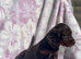 Miniature long coat Dachshund puppies