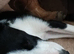 Border Collie puppy for sale