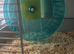 Ginger and White Male Syrian Hamter with cage + accessories