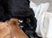 Cocker spaniel