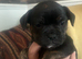 FRENCH BULLDOG CROSS