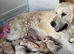 Golden retriever pups 4 females and 4 males