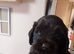 Last 2 female cocker spaniel pups