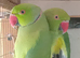 Birds for sale