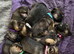 Last 3 Border Terrier puppies