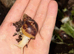Giant African land snails (lissachatina fuli )