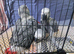 Hand-Reared Baby African Grey Parrot Looking for Forever Home
