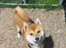 Shiba inu