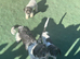 Stunning Jackapoo cross puppies