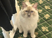 MUST GO MALE RAGDOLL