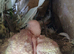 Baby lovebirds for hand rearing