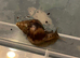Giant African Land Snail (wild type colour)