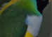 2 Male Gouldian swap for 2 Female Gouldian