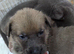 Rottweiler x boerboel