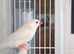 This year mixed males and 1 female Zebra finches