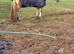 !10.2, safe/adorable lead rein!