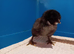 Blue & Green Egg Genetics Chicks, Hand-Reared with Love