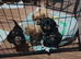 Beautiful Cavalier King Charles Spaniel puppies