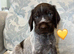 Kc reg german wirehaired pointer puppies for sale