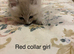 Rare Minks, Solids and traditional Ragdoll kittens