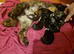 2 lovely male kittens left