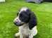 cockapoo puppies