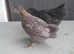 Mix bantam chickens