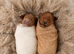 F1 Health Tested Miniature pups via a COUNCIL LICENSED BREEDER / POLICE DOG TRAINER