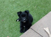 German Shepherd cross Belgian mali