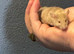 FANCY MICE: 2 FRIENDLY, HAND TAME BOYS AVAILABLE