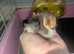 Pekin chicks